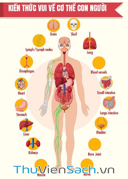 Kiến Thúc Vui Về Cơ Thể Con Người