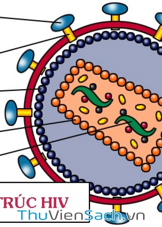 Thông Tin Y Học Về Hiv-Aids